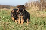BERGER ALLEMAND 578